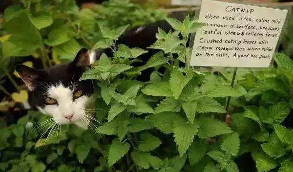 博主热熔拼豆致小猫中毒离世，一次意外的教训与反思
