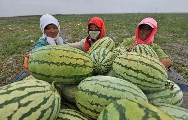 宁夏辟谣硒砂瓜滞销烂市的背后真相
