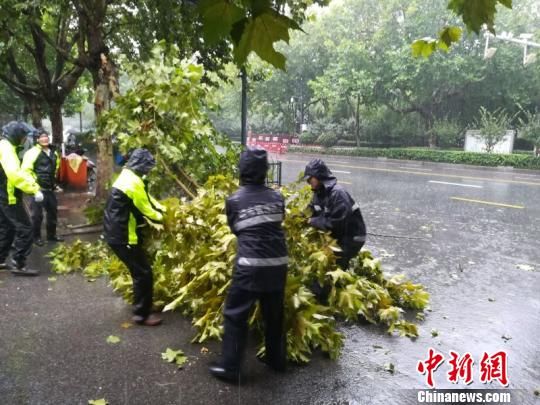 台风莫兰蒂的警示，树木倒伏与行驶安全的警世寓言
